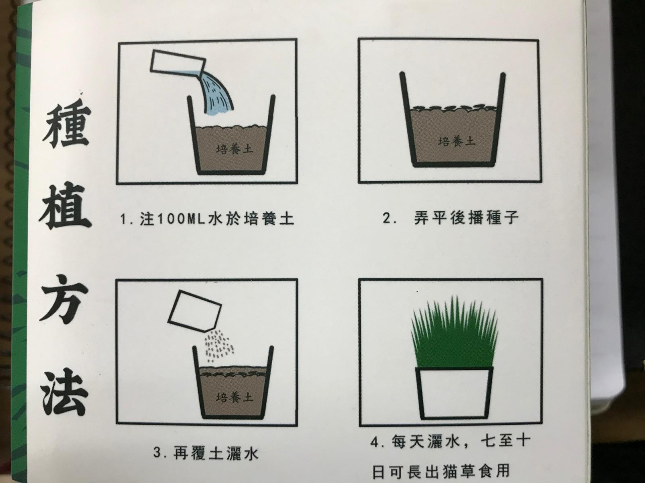 貓之草 超簡易水種貓草